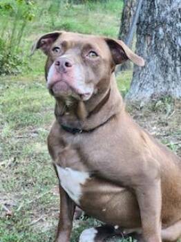 Rescue Pit Bull Terrier Dogs for Adoption in Burlington, New Jersey - Brook | PetCurious