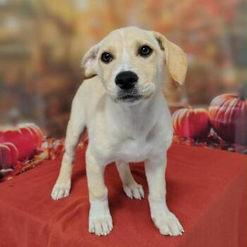 Evie -  Labrador Retriever and Mixed Breed Dog for Adoption in Griswold, Connecticut - Evie | PetCurious
