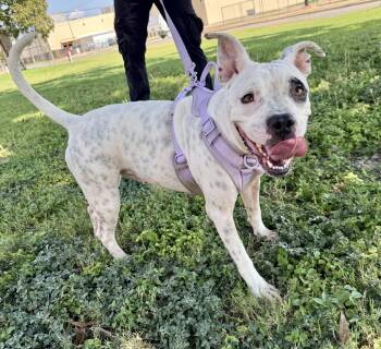 Rescue Pit Bull Terrier and American Staffordshire Terrier Dogs for Adoption in Uvalde, Texas - Lyra | PetCurious
