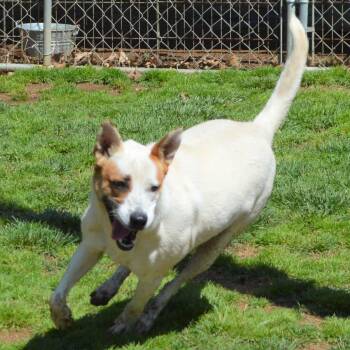 Rescue Shepherd and Jack Russell Terrier Dogs for Adoption in Athens, Alabama - Zing | PetCurious