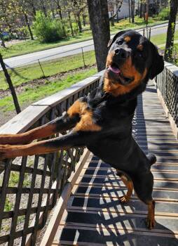 Rottweiler Dogs Available for Adoption - Samson | PetCurious