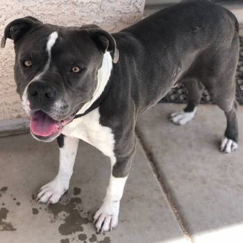 Rescue Pit Bull Terrier Dogs for Adoption in Phoenix, Arizona - Ghost | PetCurious