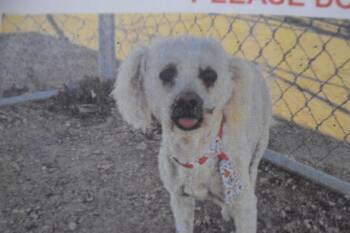 Maltese and Mixed Breed Dogs Available for Adoption - Knight (A123029) | PetCurious