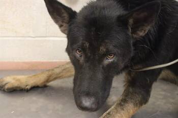 SEAWEED -  Mixed Breed Dog for Adoption in Columbia, South Carolina - SEAWEED | PetCurious