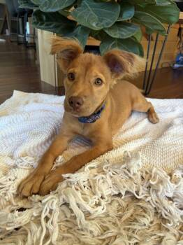 Lacy -  Golden Retriever Dog for Adoption in Brooklyn Center, Minnesota - Lacy | PetCurious