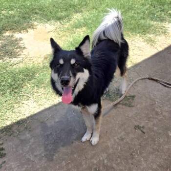 LUNA -  Siberian Husky and Border Collie Dog for Adoption in Long Beach, California - LUNA | PetCurious