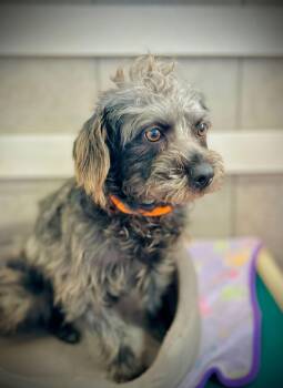 Yorkshire Terrier and Standard Poodle Dogs Available for Adoption - Toto Jan 26 | PetCurious