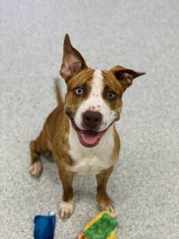 Rescue Mixed Breed Dogs for Adoption in Atlanta, Georgia - Catalina (in Foster) | PetCurious