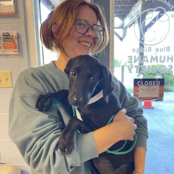 Starburst -  Mixed Breed Dog for Adoption in Hendersonville, North Carolina - Starburst | PetCurious