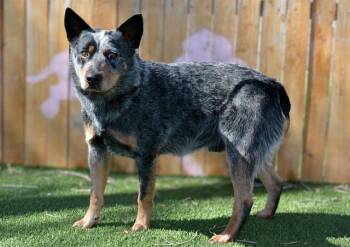Australian Cattle Dog Blue Heeler Dogs Available for Adoption in West Valley City, Utah - MARSHALL | PetCurious