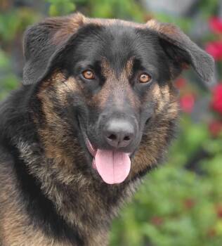 Sawyer von Scheden -  German Shepherd Dog Dog for Adoption in Los Angeles, California - Sawyer Von Scheden | PetCurious