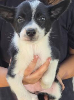 Dot -  Border Collie and Australian Cattle Dog Blue Heeler Dog for Adoption in Cary, North Carolina - Dot | PetCurious