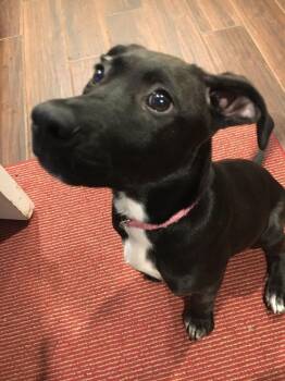 Kiara (fna Carolina) -  Hound and Labrador Retriever Dog for Adoption in Pottstown, Pennsylvania - Kiara (fna Carolina) | PetCurious