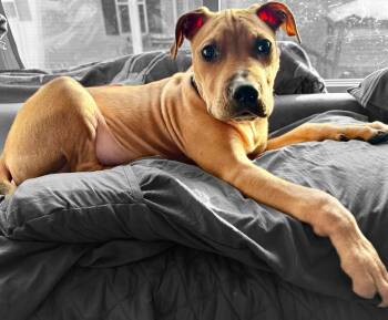 Pit Bull Terrier Dogs Available for Adoption - Curry  | PetCurious