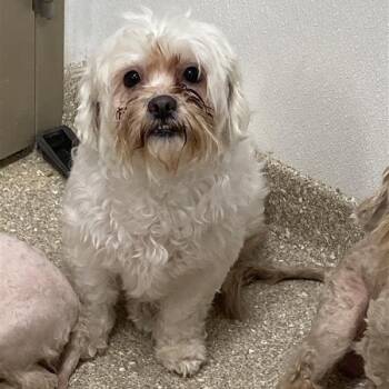 Shih Tzu and Poodle Dogs Available for Adoption - Zoie | PetCurious