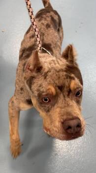 Grayson -  Mixed Breed Dog for Adoption - Grayson | PetCurious