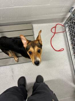 Graham -  Cattle Dog and Mixed Breed Dog for Adoption in Rochester, New York - Graham | PetCurious