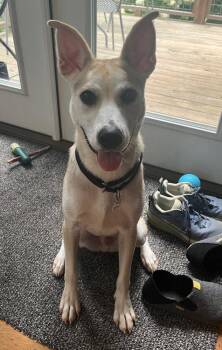 Stanley -  Terrier Dog for Adoption in Candler, North Carolina - Stanley | PetCurious