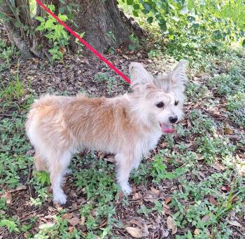 Felina WV14580-T LOCAL Adoption Event in Woodinville 8/23 -  West Highland White Terrier Westie and Lhasa Apso Dog for Adoption in Missouri City, Texas - Felina WV14580-T LOCAL Adoption Event In Woodinville 8/23 | PetCurious