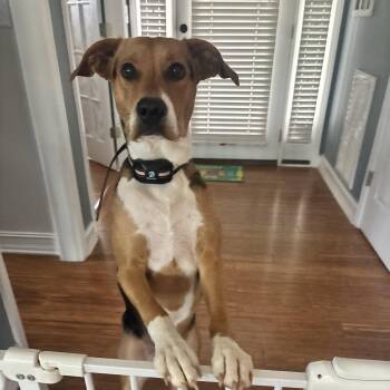 Hound Dogs Available for Adoption in Denver, North Carolina - Stella | PetCurious