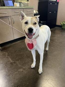 Australian Shepherd and Catahoula Leopard Dog Dogs Available for Adoption - Found Stray: Sundae | PetCurious