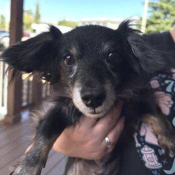 Lucky -  Chihuahua Dog for Adoption in Saint Charles, Missouri - Lucky | PetCurious