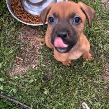 Shepherd Dogs Available for Adoption - Wasabi | PetCurious