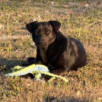 Flynn -  Labrador Retriever and Mixed Breed Dog for Adoption in Pittsburg, Kansas - Flynn | PetCurious
