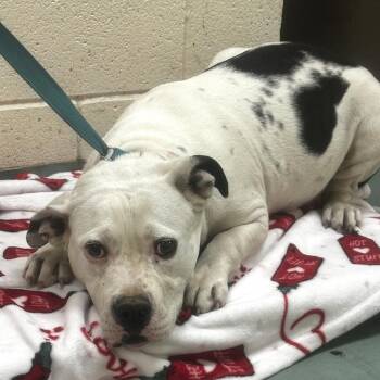Mixed Breed Dogs Available for Adoption in Memphis, Tennessee - Doja | PetCurious