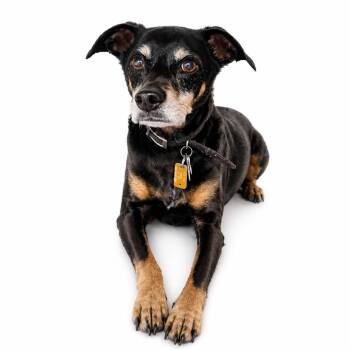 Mixed Breed Dogs Available for Adoption in Allentown, Pennsylvania - Zeus | PetCurious