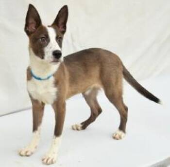 Bluffin -  Cattle Dog and Mixed Breed Dog for Adoption in Kansas City, Missouri - Bluffin | PetCurious