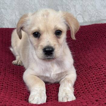 Watson -  Chihuahua and Terrier Dog for Adoption in Atlanta, Texas - Watson | PetCurious