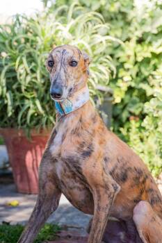 Bambu -  Galgo Spanish Greyhound Dog for Adoption in Winter Park, Florida - Bambu | PetCurious