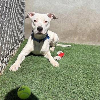 Dom -  Pit Bull Terrier Dog for Adoption in Tempe, Arizona - Dom | PetCurious