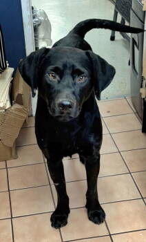 Rescue Labrador Retriever Dogs for Adoption in West Hollywood, California - RODNEY | PetCurious
