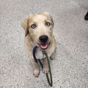 Poodle and Labrador Retriever Dogs Available for Adoption in Manhattan, Kansas - Goldilocks | PetCurious