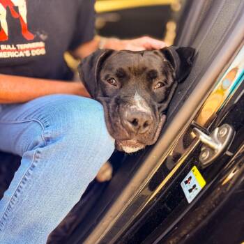 Timmy -  Great Dane and Mixed Breed Dog for Adoption in Springboro, Ohio - Timmy | PetCurious
