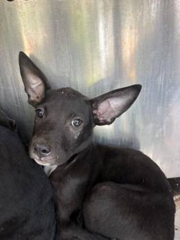 A478359 -  German Shepherd Dog and Mixed Breed Dog for Adoption in Oklahoma City, Oklahoma - A478359 | PetCurious