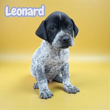 Terrier Dogs Available for Adoption - Leonard | PetCurious