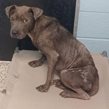 Marathon -  American Staffordshire Terrier and Mixed Breed Dog for Adoption in Hattiesburg, Mississippi - Marathon | PetCurious
