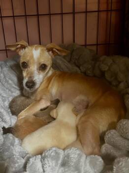 Cinderella -  Chiweenie Dog for Adoption in Lafayette, California - Cinderella | PetCurious