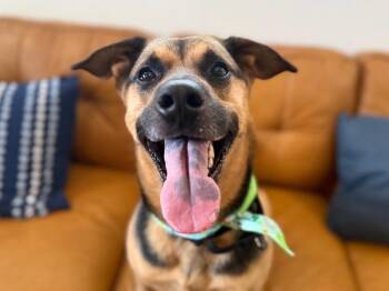 German Shepherd Dog and Black Mouth Cur Dogs Available for Adoption - Hank The Family Guy | PetCurious