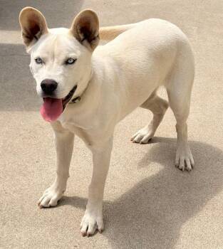 SKY -  Siberian Husky Dog for Adoption in Camarillo, California - SKY | PetCurious
