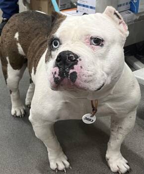 American Bulldog Dogs Available for Adoption - DIVA | PetCurious