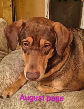 Doberman Pinscher and German Shepherd Dog Dogs Available for Adoption in Thompson Falls, Montana - August | PetCurious
