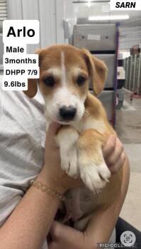 Arlo -  Retriever Dog for Adoption in Bull Valley, Illinois - Arlo | PetCurious