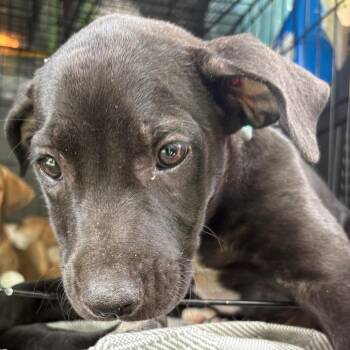 Prime -  Mixed Breed Dog for Adoption in Milton, Florida - Prime | PetCurious