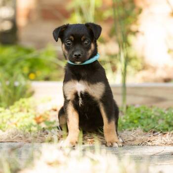 Feist Dogs Available for Adoption in Wake Forest, North Carolina - Savanna | PetCurious