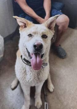 Shepherd Dogs Available for Adoption in Fort Madison, Iowa - Oso | PetCurious