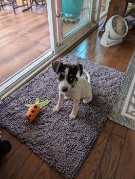 Peep -  Australian Shepherd and Jack Russell Terrier Dog for Adoption - Peep | PetCurious